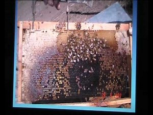 Nosema - Nosema Ceranae - Nosema Apis