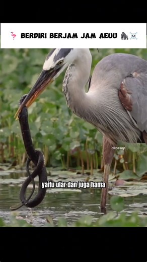 11K views · 1.6K reactions | Diam itu adalah emas coba tanyakan pada burung kuntul | Denis Shofiandi | Facebook