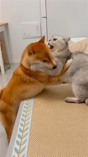 Dog vs Cat Under One Roof – Which Side Are You On? #PetBattle