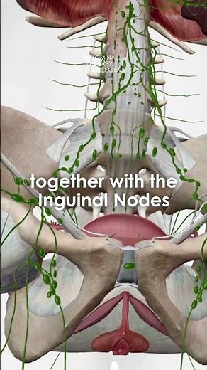 Lymph - Your Body’s Hidden Superhighway