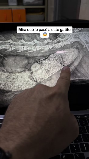 Cirugía de Megacolon en Gato: Todo lo que Necesitas Saber