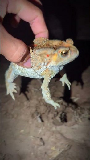 Catch beautiful funny frog for laugh | Frog Outdoor so funny |Frog comedy and Frog Laughter