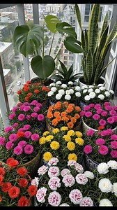 Meet Portulaca – the flower that loves the SUN! Also called Moss Rose, this vibrant beauty blooms even in extreme heat. Low water, zero fuss, and non-stop colorful flowers all summer long! Perfect for pots, hanging baskets, and garden borders. If you want a plant that survives heat and still looks stunning—Portulaca is the winner! . . . . . . . . . . #portulaca #flowers #jaishreeram #gardening #neemkarolibaba | Plants Kingdom