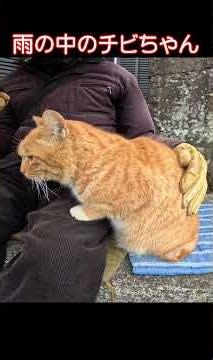 野良猫チビちゃん325s3 #茶トラ #shorts