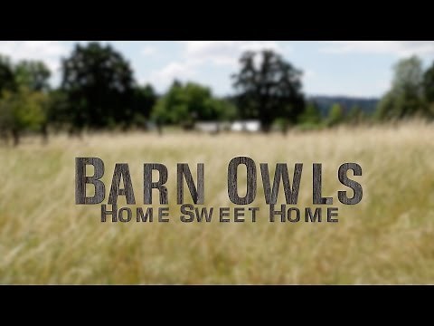 Kidwings Explores | Barn Owls: Home Sweet Home