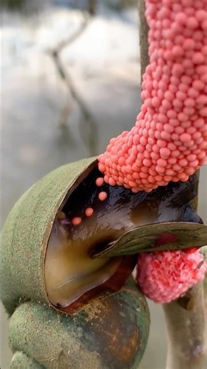 Nature's Tiny Miracle: Snail Birth Cycle #short