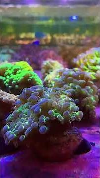 Euphyllia Collection – Stunning Hammer & Frogspawn Corals | Aussie LPS Corals at BPK Dubai 🌊 #coral