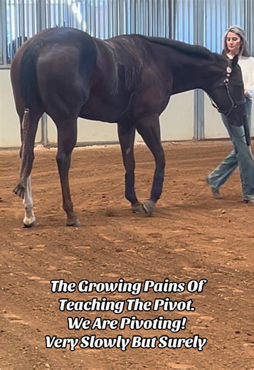 Teaching the pivot in showmanship has to be one of the most tedious things. #showmanship #horsetraining #pivot #horses #horseshow