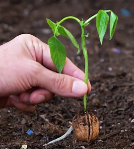 98K views · 252 reactions | Useful plant hacks to grow your own garden! | 3-Minute Hacks | Facebook