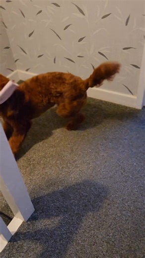 What a muppet mam is for dropping a sock 🤣🤣 | Cockapoo called Teddy