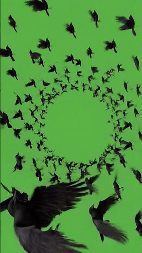 Crow Circle Black Magic 🐦‍⬛ Green Screen VFX | Free 4K Overlay | No Copyright #greenscreen
