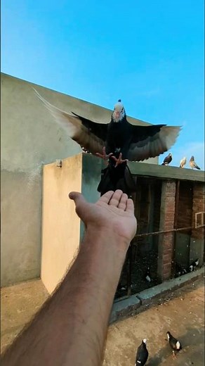 Mukhi Fancy Beautiful Kabootar ki video ❤️ || #shorts #viral #pigeon #kabootar