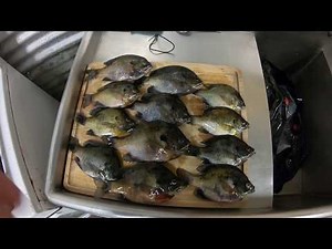How To Clean Bream/Panfish