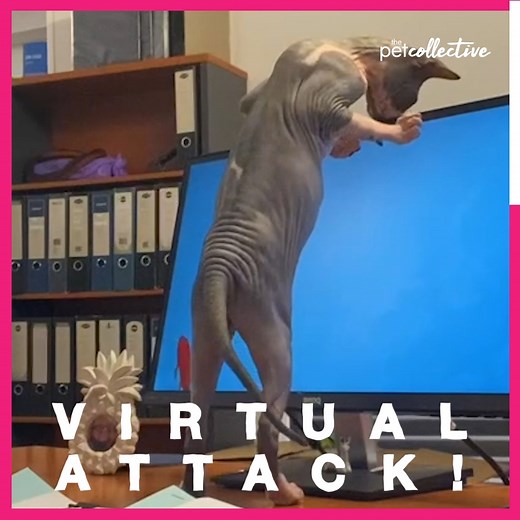 214K views · 5.4K reactions | Teach a cat to digitally fish, and it'll be entertained for hours!  | Try Not to Laugh | Facebook