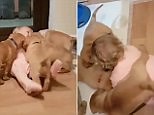 Puppy power! Baby gets group hug by six adorable baby Mastiffs