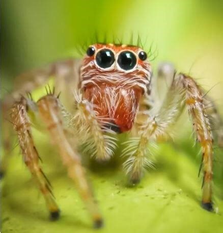 Newly Discovered Spider Has "Massive Mating Appendage" - NewsBreak