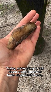 Happy Saturday! Today, we're going to talk about a crucial topic: elephant foot care.You see, elephant foot care isn't just about making them look pretty. It's about ensuring their health and well-being, especially for those in domestic settings.At free contact care facilities, we provide the best foot care possible. But unfortunately, elephants in protected contact facilities, like sanctuaries, have suffered and even died due to treatable foot ailments. It's a reminder that we need to prioritiz