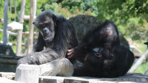 Chimpanze : taille, description, biotope, habitat, reproduction