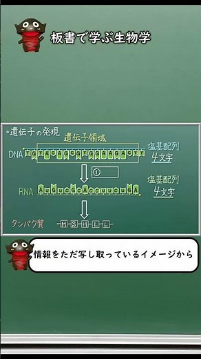 Transcription and translation and their character count (information volume) [68 Basic Biology] N...