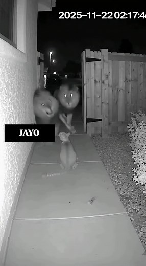 Lil bro guarding the house like he’s not 3 snacks tall 💀🐱🦁 | jayo