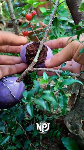 Very simple and easy air layering cherry plants technique. 🍒🍒🍒 #airlayering #grafting #garden #fruit