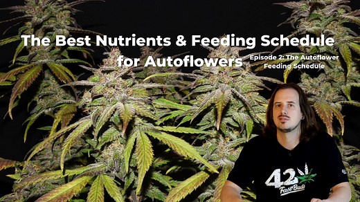 The Best Nutrients & Feeding Schedule for Autoflowering Cannabis - Episode 2: The Autoflower Feeding Schedule
