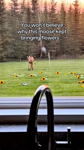 Лось каждый день приносил парню подсолнухи, пока однажды парень не решил пойти за ним #лось