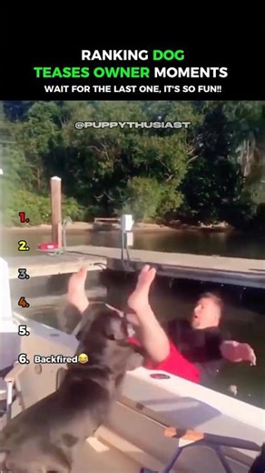 Dogs Pranking Their Owners 😂😂 #shorts #funny