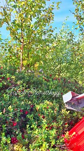 414K views · 6.6K reactions | #lingonberry picking #harvesting #cranberry #cowberry #blueberry #harvest #berries #fruits | Taras Sweden | Facebook