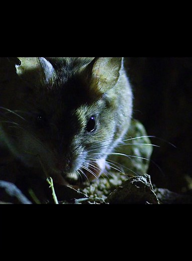 karla movie (@karla.movie)’s videos with original sound - karla movie