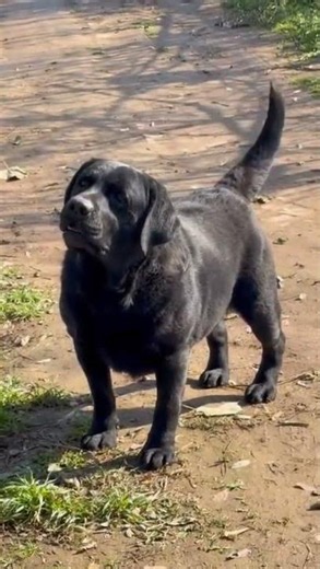 Majestic Black Labrador Exploring Nature | Beautiful Dog Walk in the Wild 🐕🌿