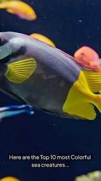 Top 10 Most Colorful Sea Creatures. #Ocean #SeaLife #Color #Nature #Top10