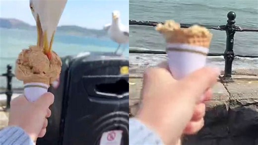 Seagull snatches ice cream in seconds during woman’s seaside experiment