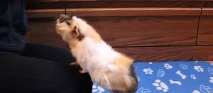 Guinea Pig tricks