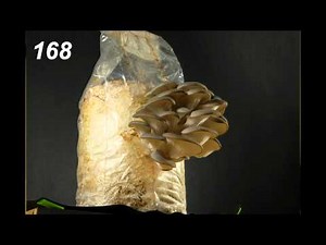 Time Lapse Oyster Mushrooms