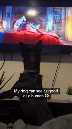 For those of you that are new here...my dog well he uh.. sees everything! #fblifestyle | Bosco and the fam