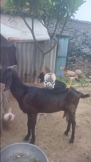 Bakri murga Female Chicken 🐔 😘 #shiva0005