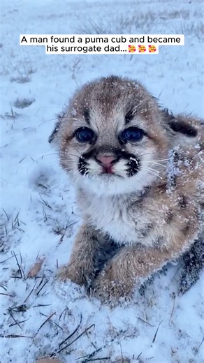 27K views · 1K reactions | A man found a puma cub and became his surrogate dad #animalsofinstagram #animalrescue #animalworld #animalplanet #animalslover #animallove #rescueanimals #fypシ #puma | AnimalLove Stories | Facebook