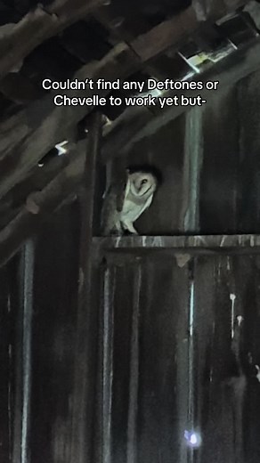 Barn Owl on the Farm: Creepy-Cute Night Sighting