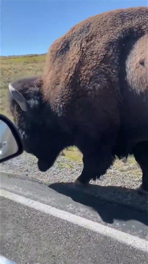 indian bison vs tiger #wildlife