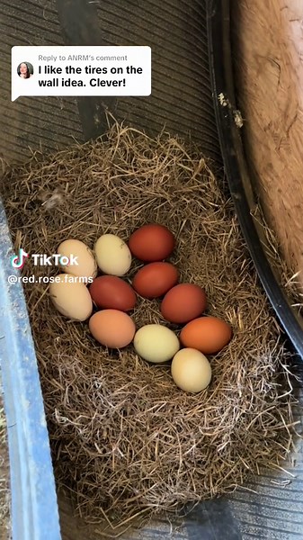 Chicken Laying Boxes: Innovative Tire Chicken Nesting Solution