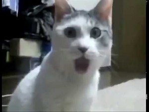 OMG Cat Meets The Dramatic Lemur