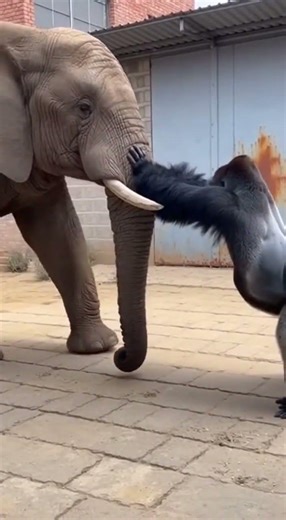 When Giants Meet Unbelievable Animal Encounters! 🦍🦁🐘 #wildlife #animals #nature #gorilla #elephant