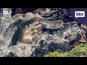Platypus Conservation - Behind the News