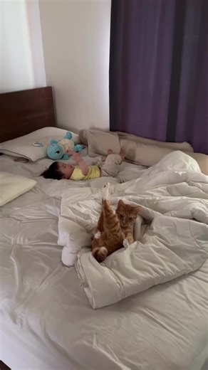 Funko Pop Betty Boop Collectibles & Warrior Cat Adventures