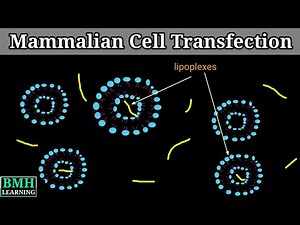 Mammalian Cell Transfection | Transfection Of Mammalian Cells | Transfection In Animal Cells |