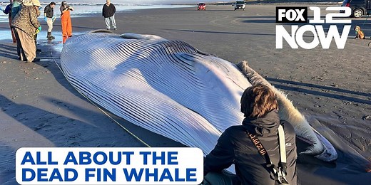 Checking out the dead fin whale at the Oregon coast? Here's what to know