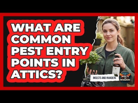 What Are Common Pest Entry Points In Attics?