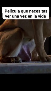 74K views · 436 reactions | Película completa en el 1er comentario #movies #viralmovies #film #cinema #viral #trending #trendingnow #viralreels #viralreelsfacebook #virales #cinemania #FYP #reels202 #MustWatch #trendingreels | peliculas y series 01 | Facebook