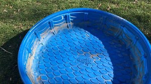 64 reactions · 8 comments | How quickly do ducks make pools muddy? #rescuedducks | Ducks and Clucks | Facebook